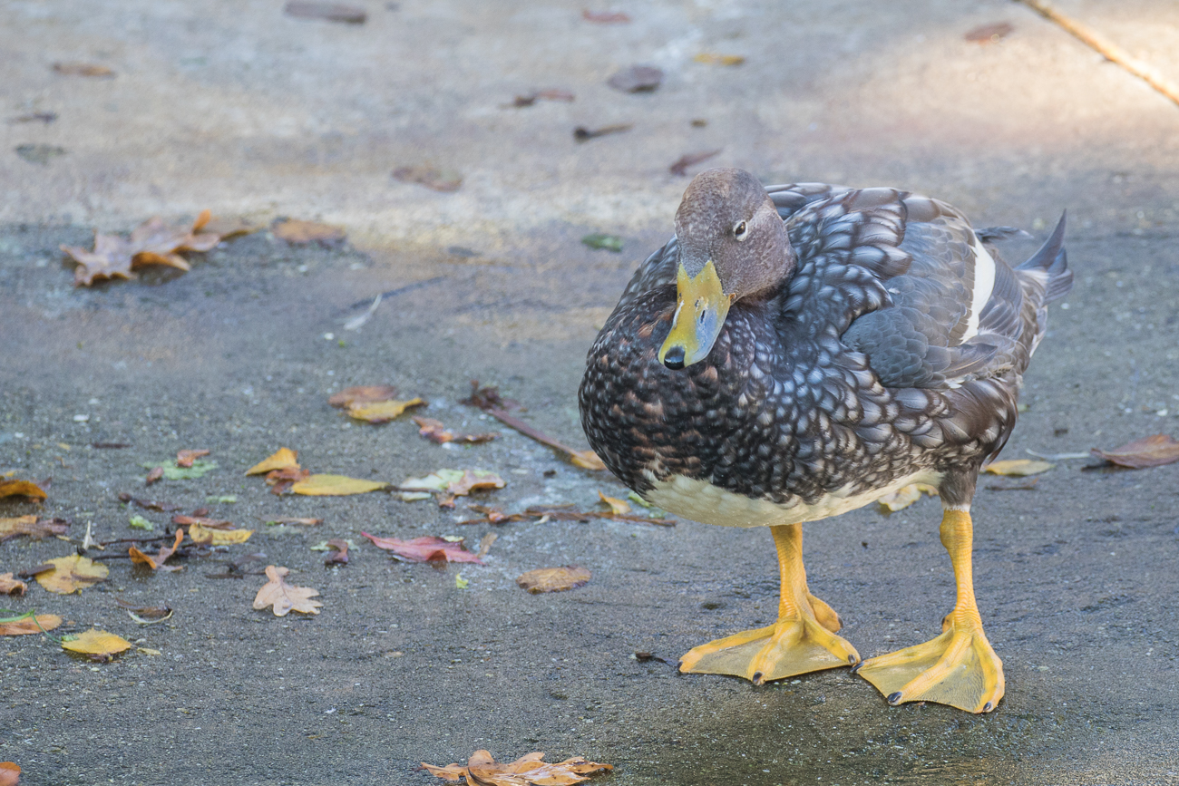 Entenart, mir unbekannt