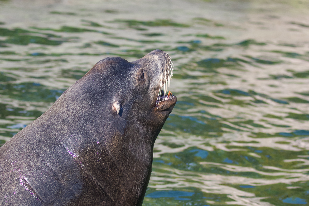 Ich will auch Fisch!