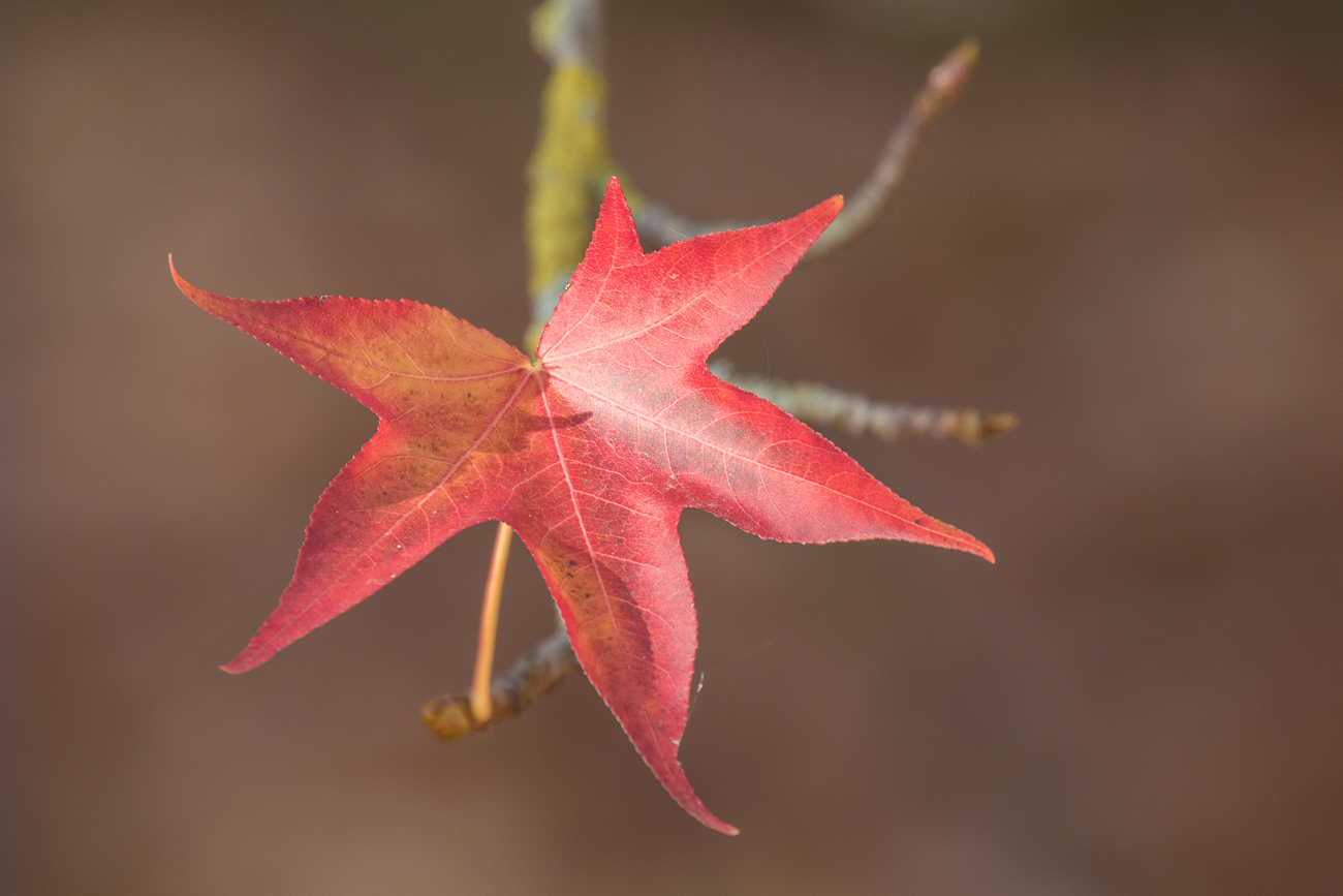 Blatt eines Amerikanischen Amberbaums
