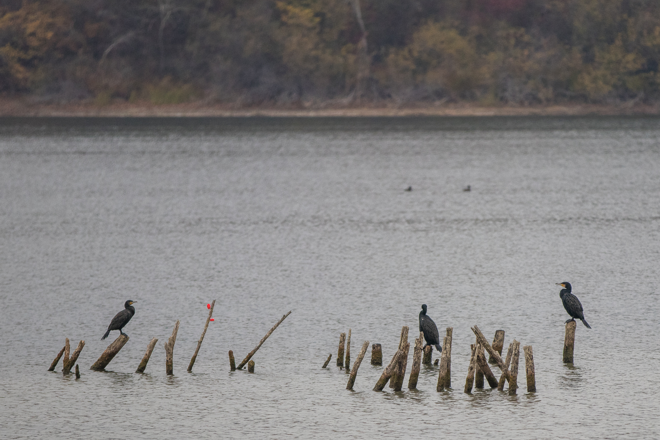 ... mit der Kamera einzufangen