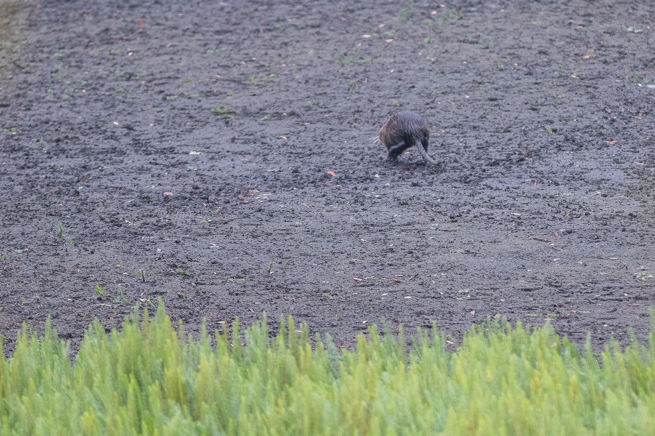 Das Nutria fl&uuml;chtet ...