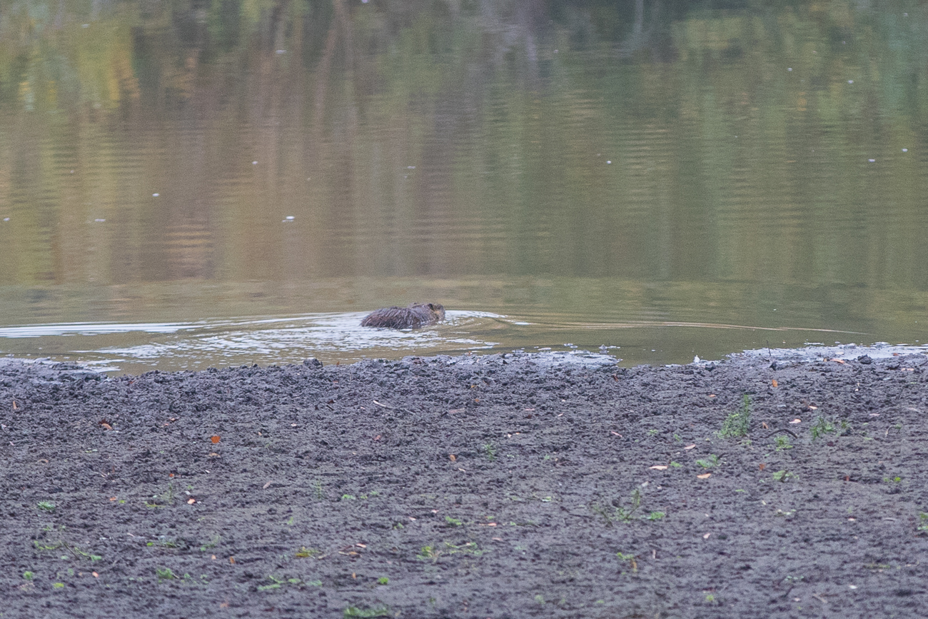 ... und f&uuml;hlt sich erst im Wasser sicher