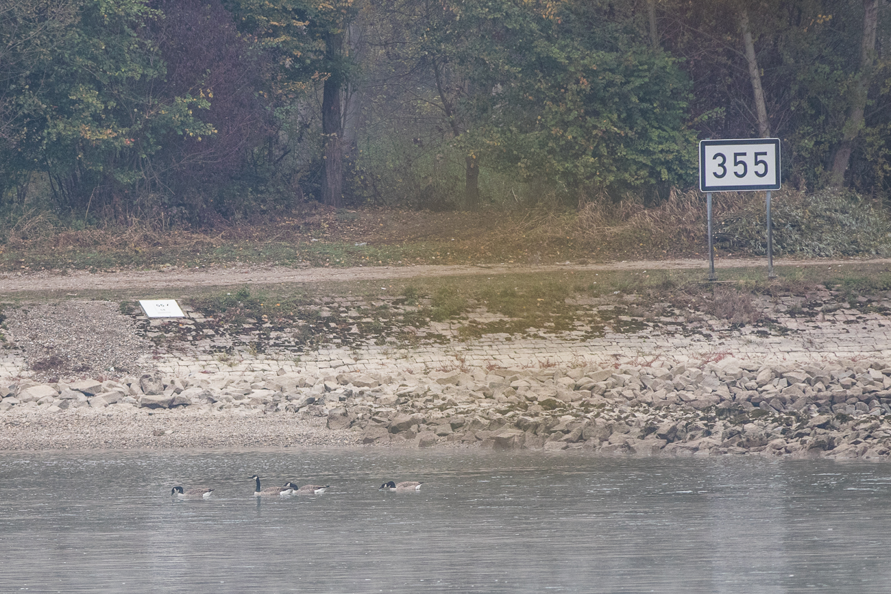 Kanadagänse sind auch auf dem Rhein unterwegs