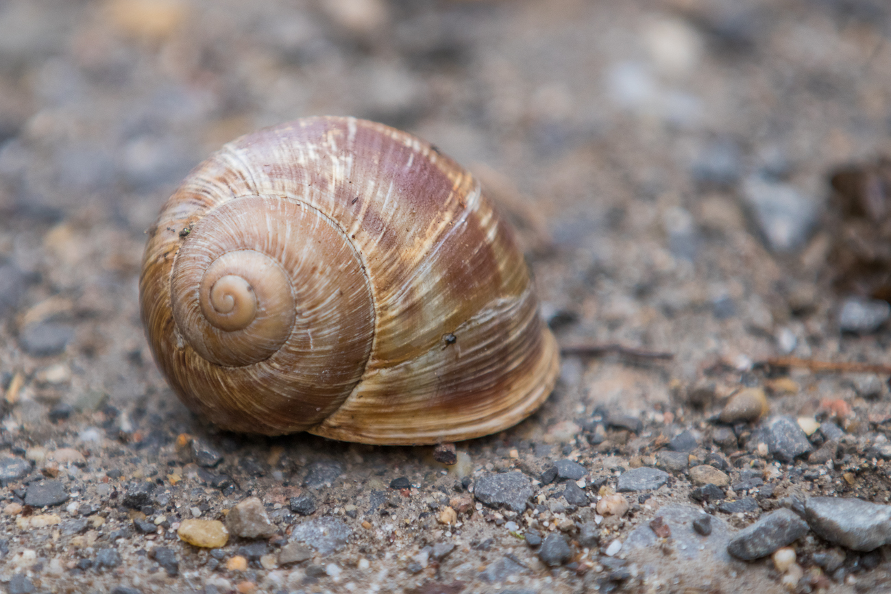 Der Schnecke ist es im Haus auch wärmer