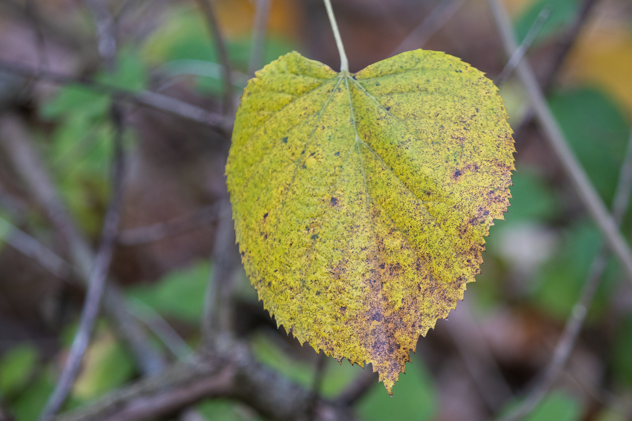 Ein letztes Grün ...
