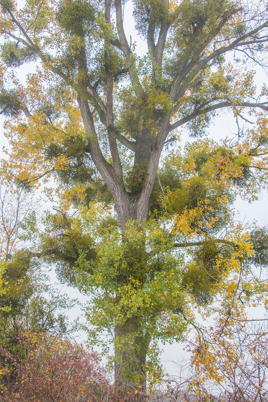 Baum voller Misteln