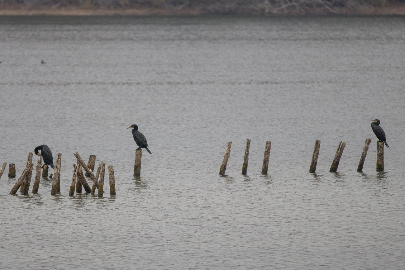 ... versuche ich noch einige Kormorane ...