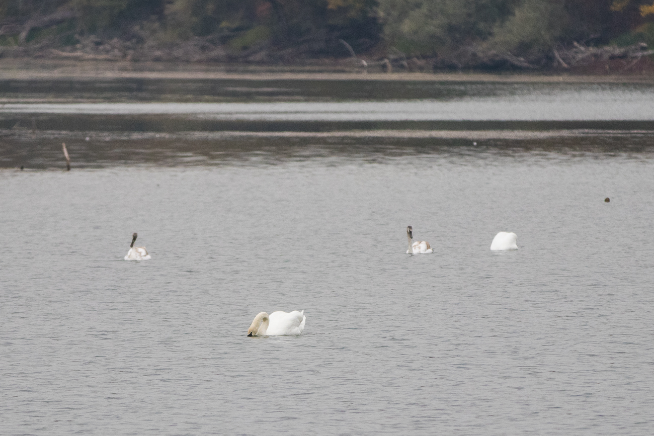 Einige Trompeterschw&auml;ne d&uuml;mpeln auch auf dem See