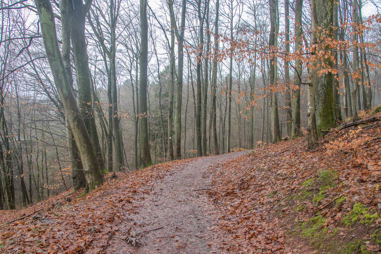 Nasser Waldweg 