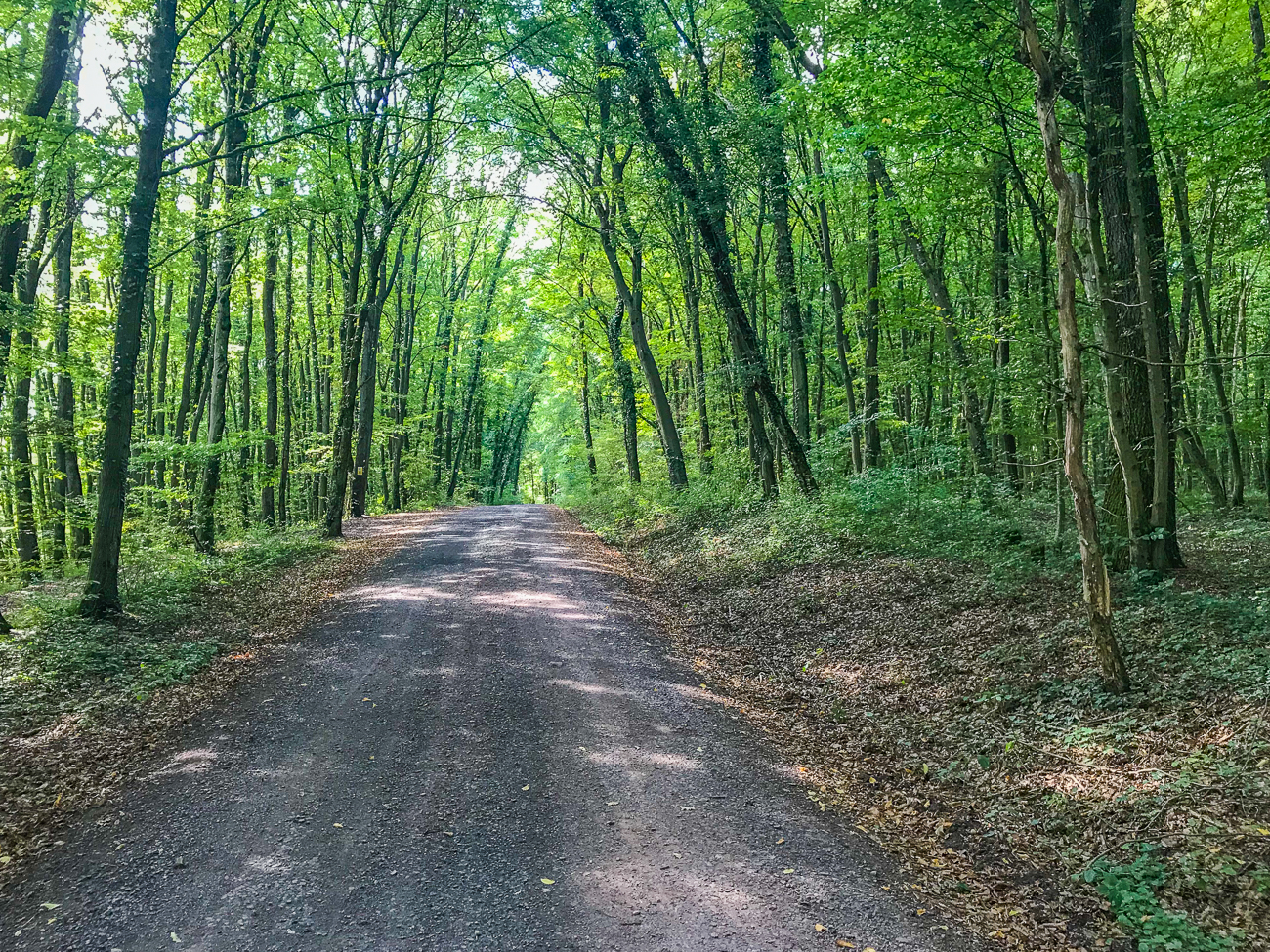Im grünen Forst