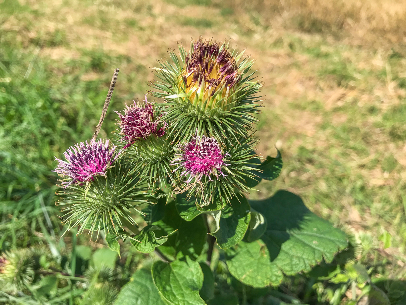 Distel
