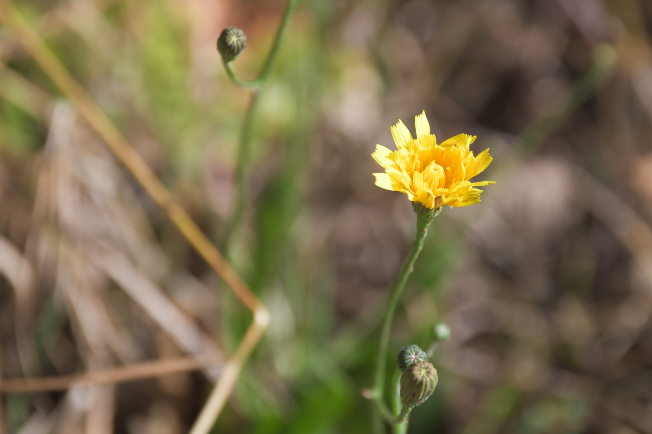 Blüte