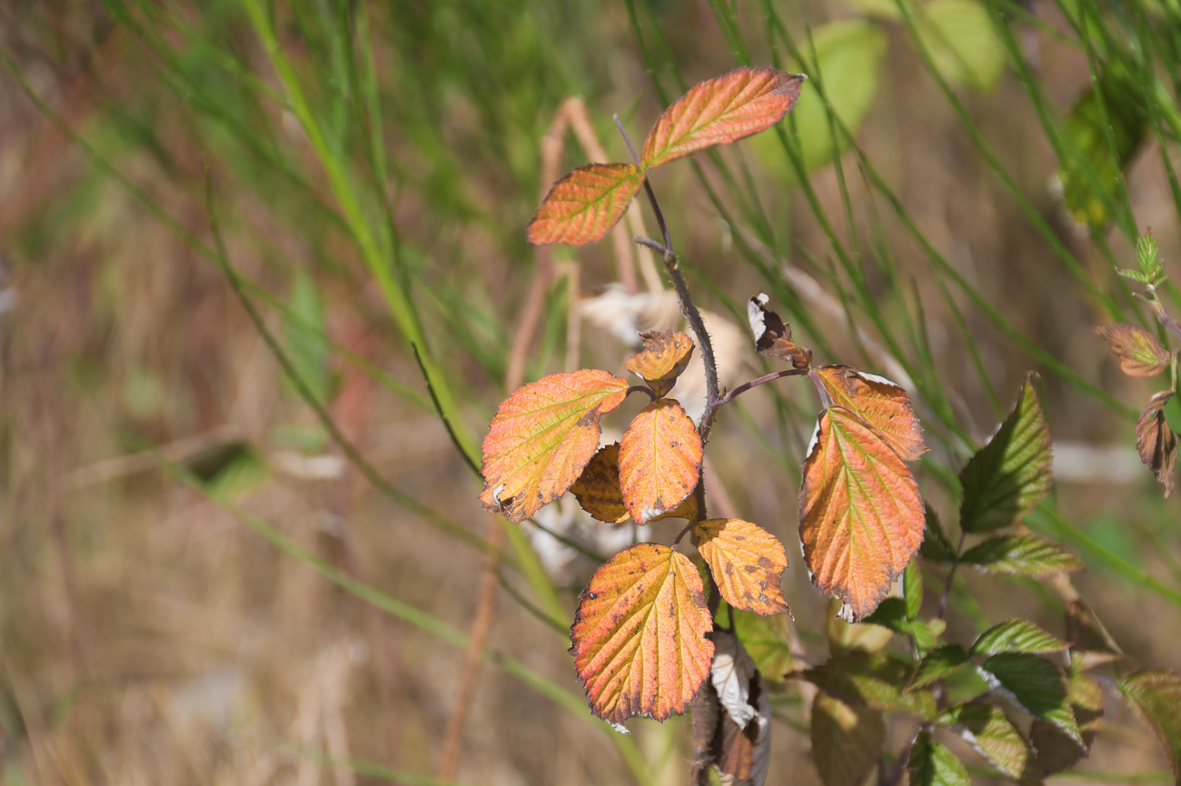 Herbstlaub