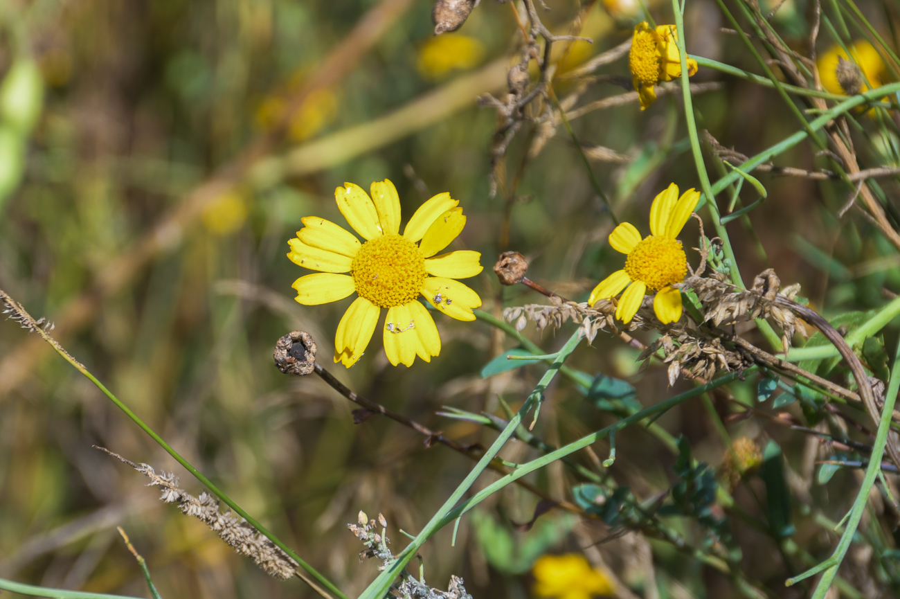 Blüten im Gras