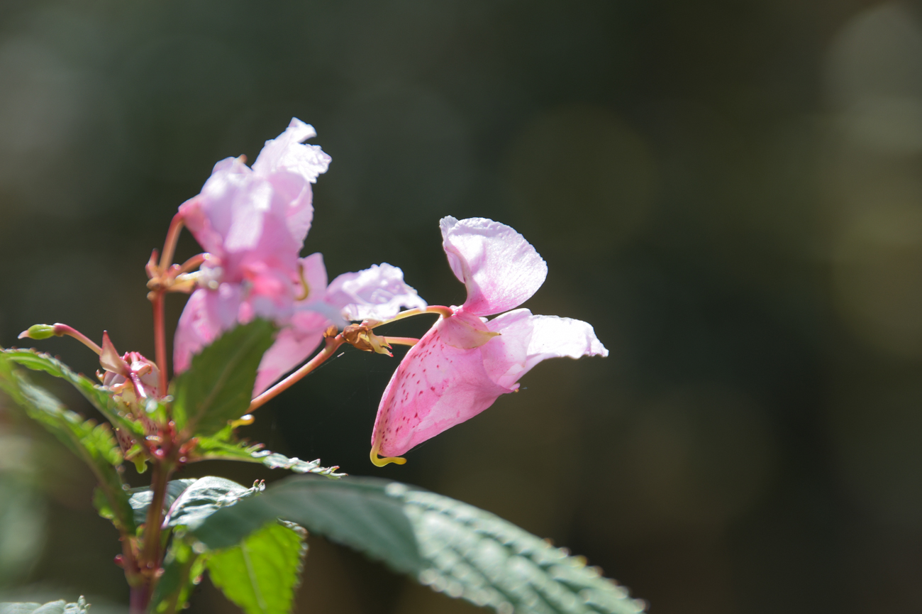 Schöne Blüten