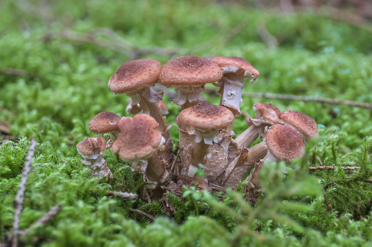 Pilze im Moos