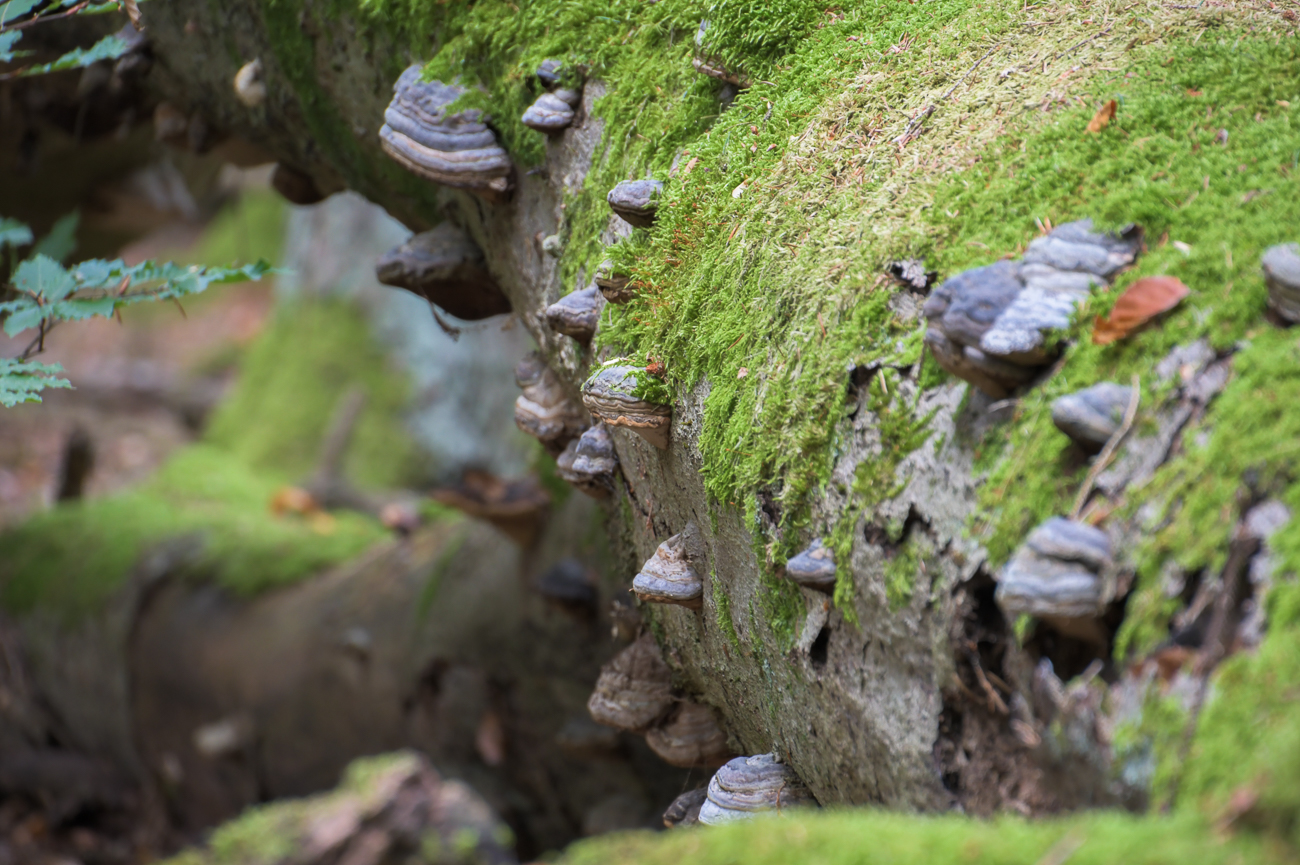 Viele Baumpilze