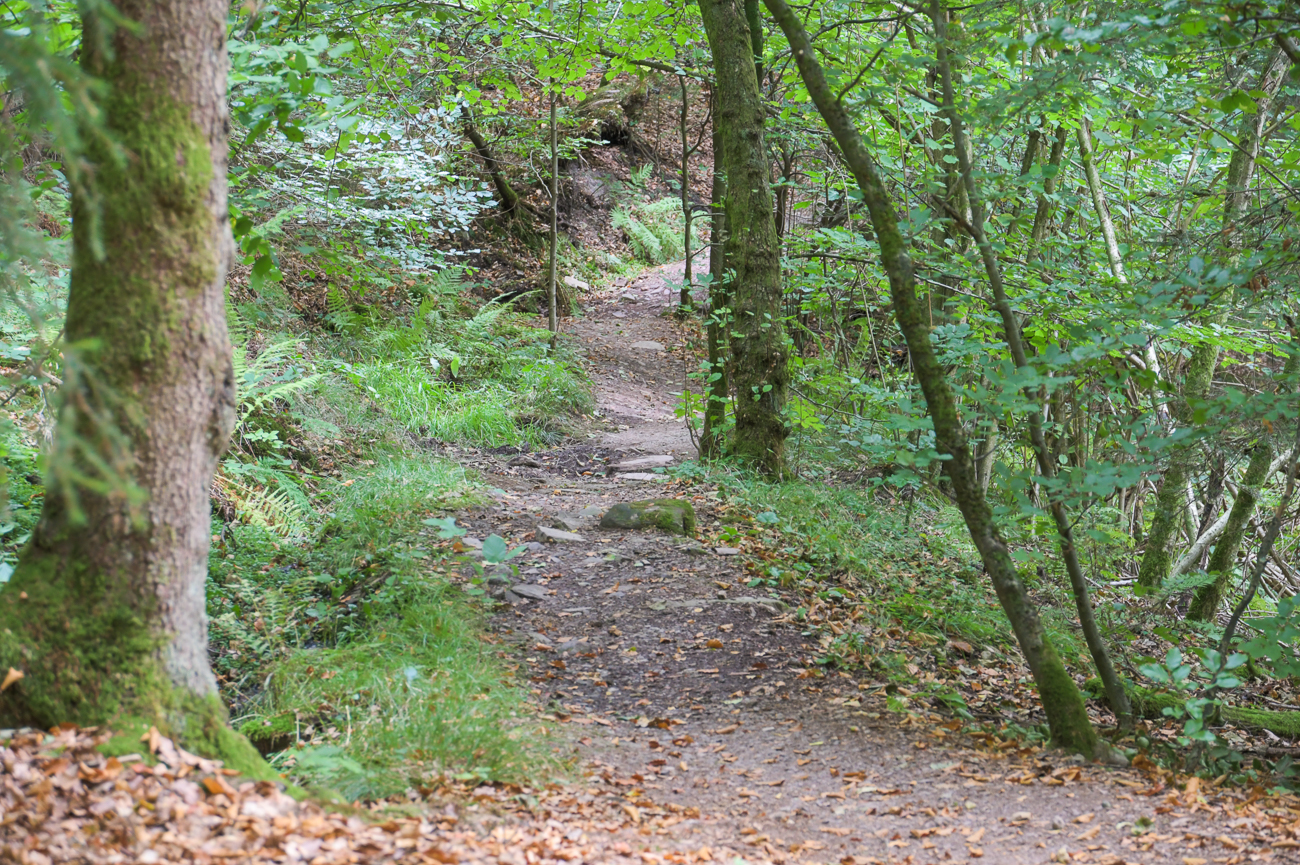 Waldpfad