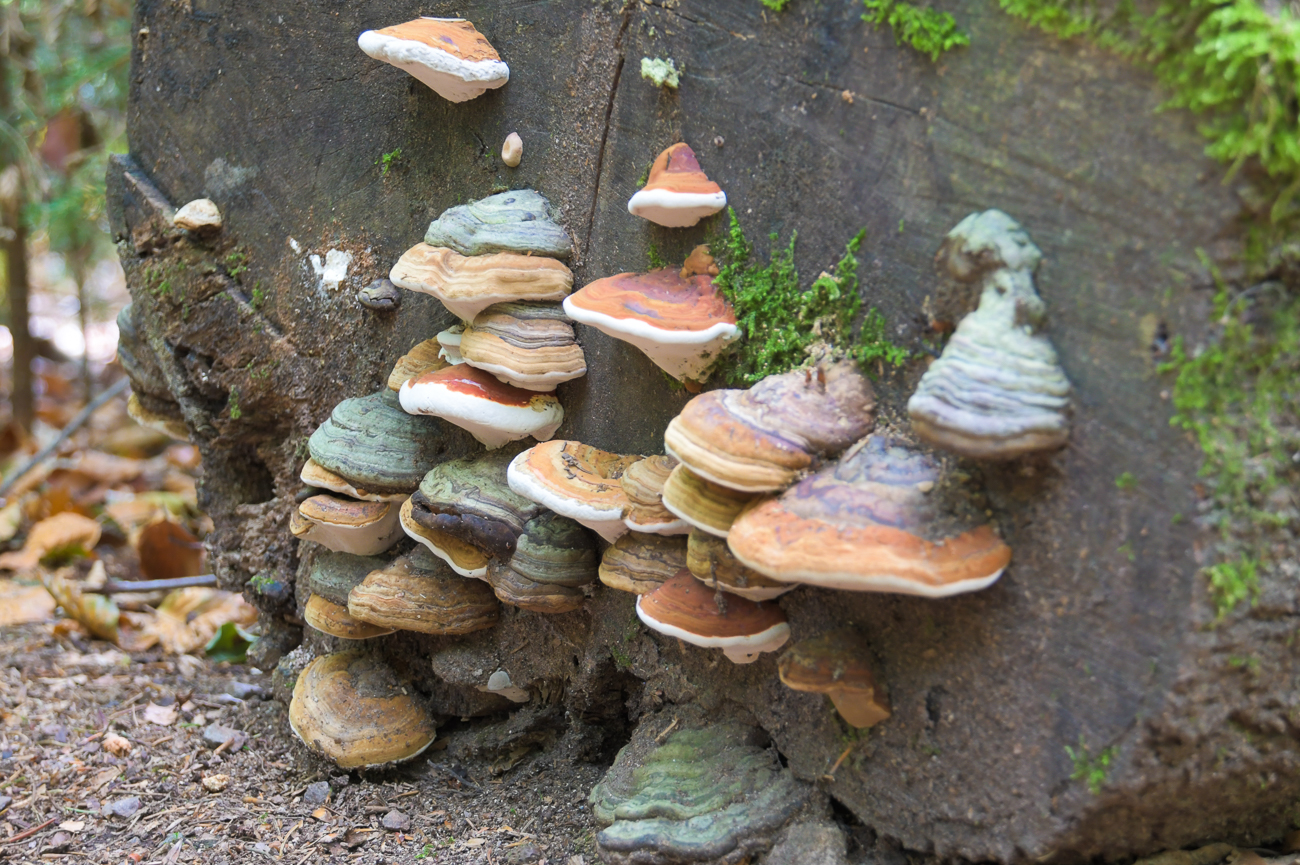 Bunte Baumpilze
