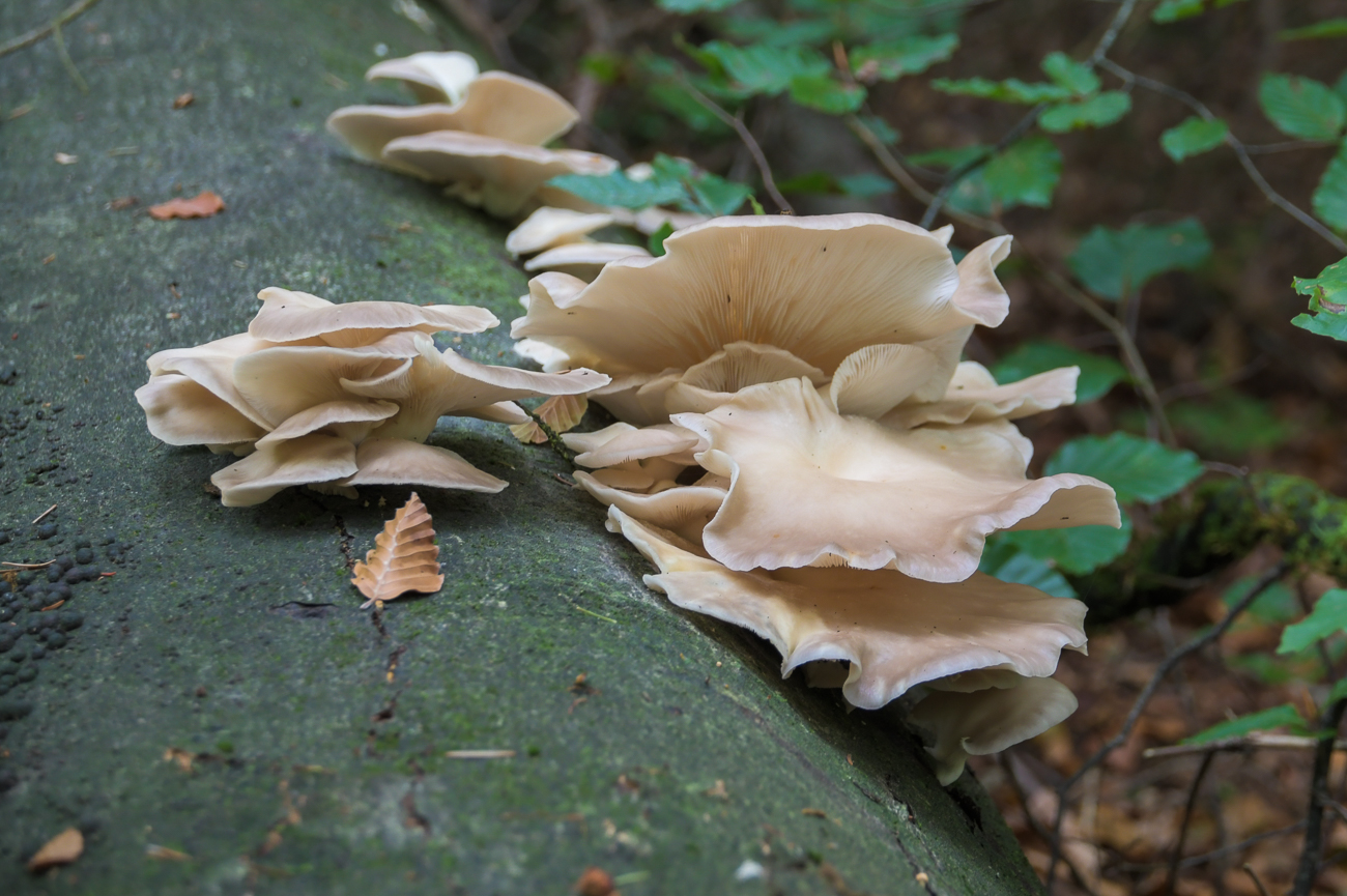 Pilzwald