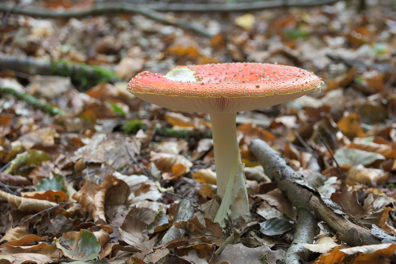 Fliegenpilz