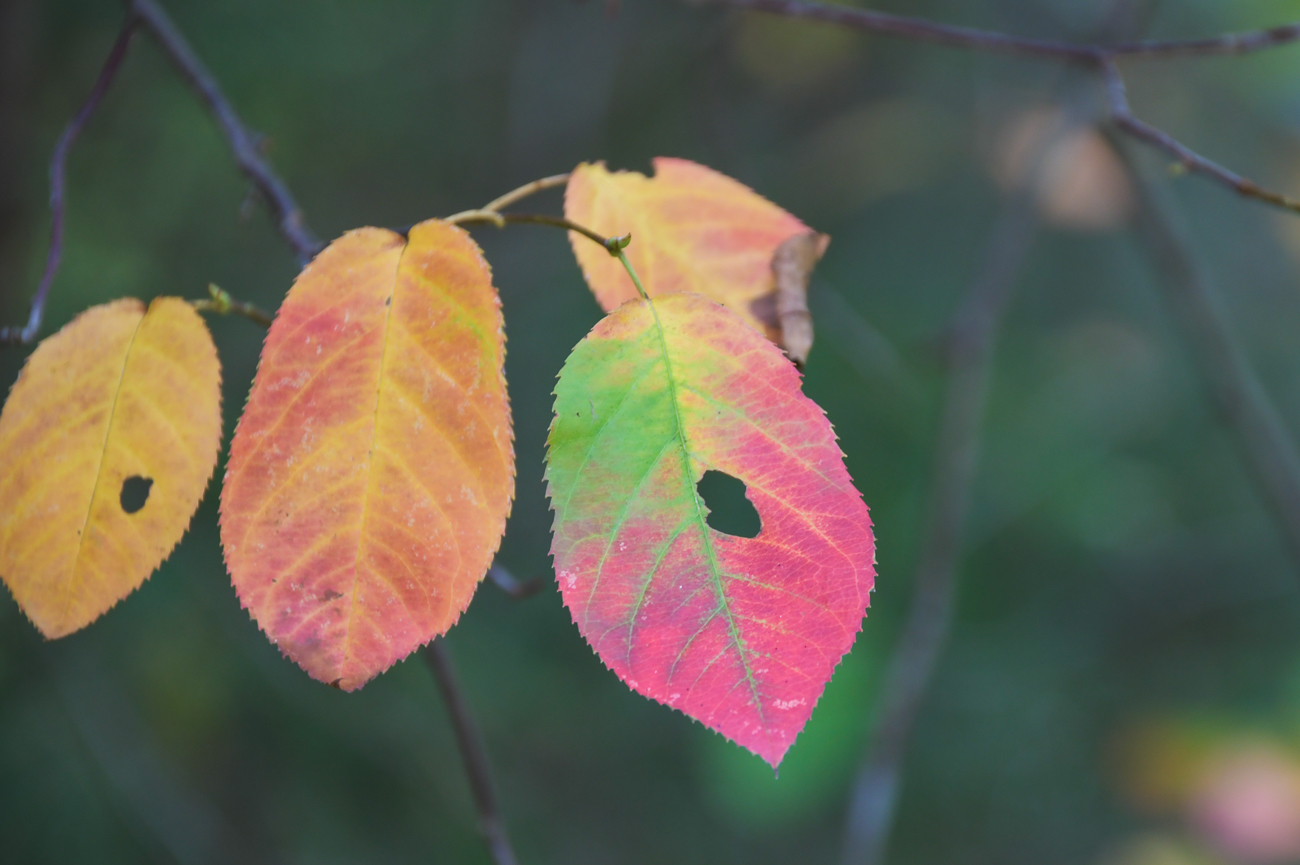 Herbstfarben