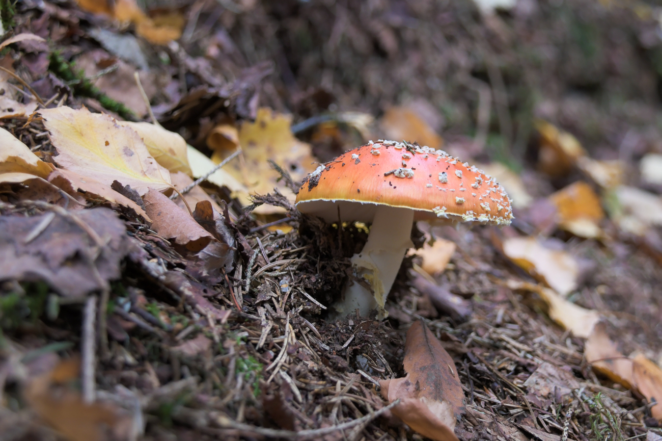 Fliegenpilz