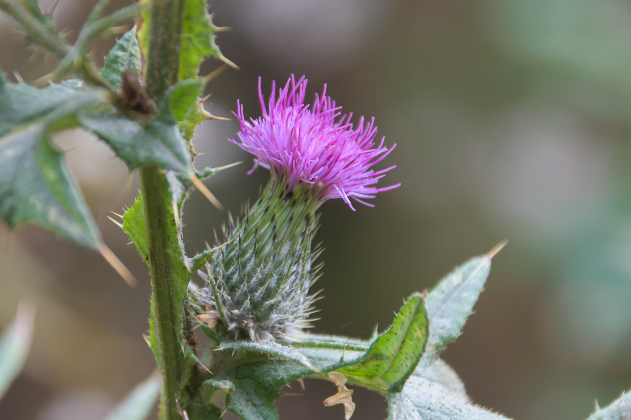 Distel