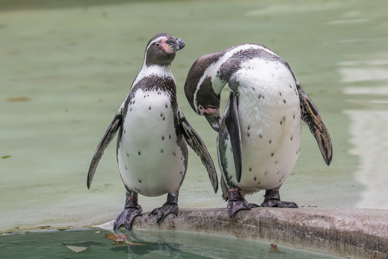 Humboldt-Pinguine