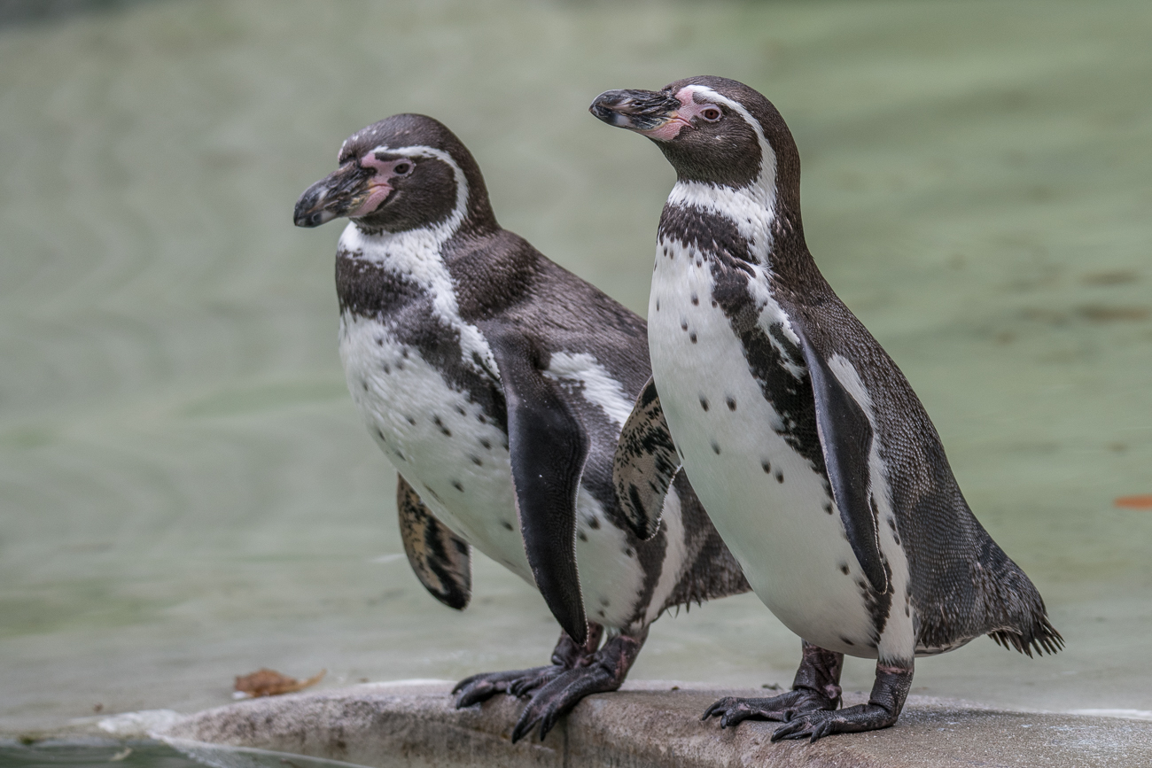 Humboldt-Pinguine