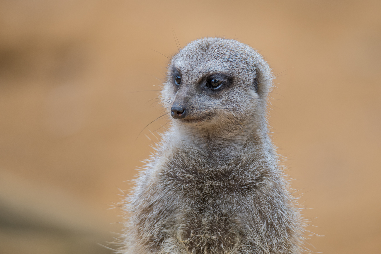 Erdmännchen