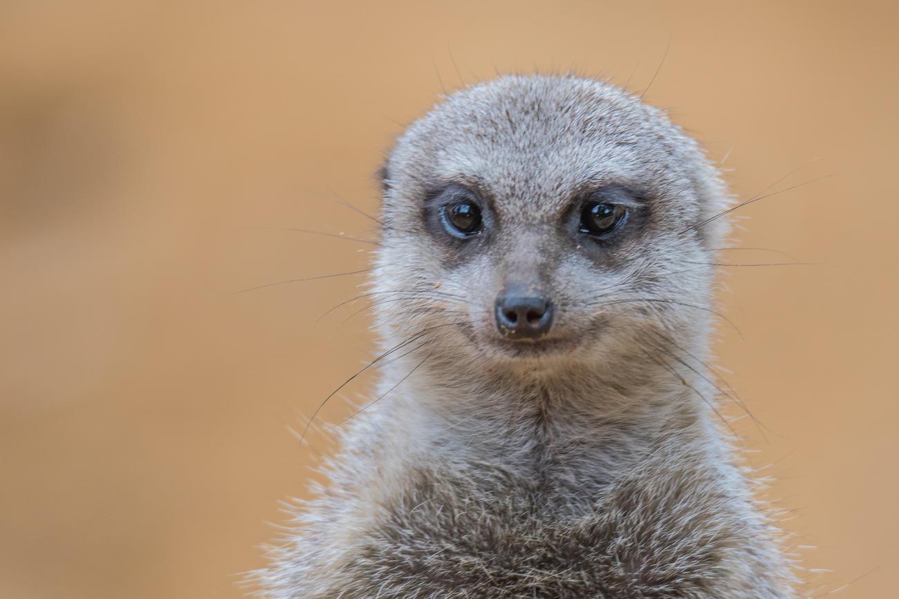 Erdmännchen