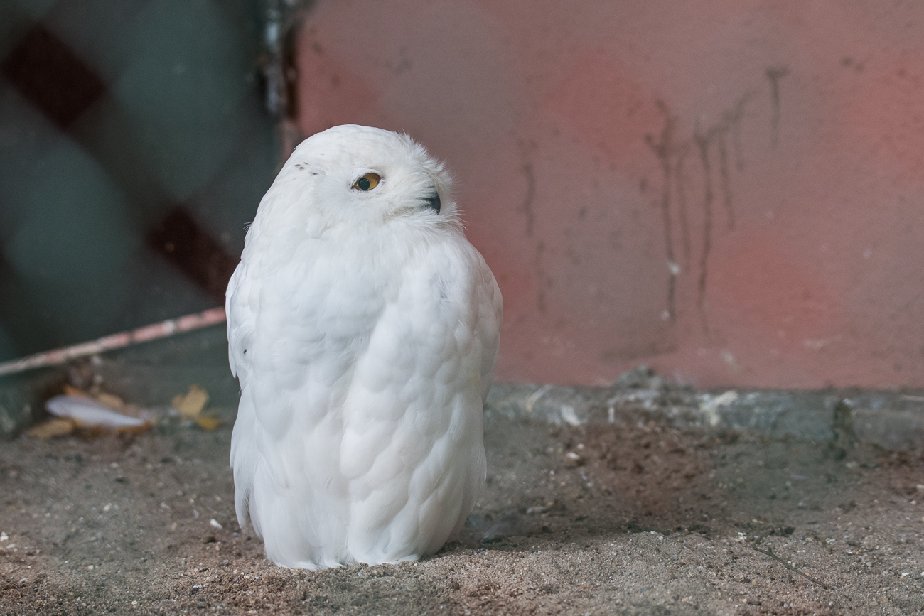 Schneeeule