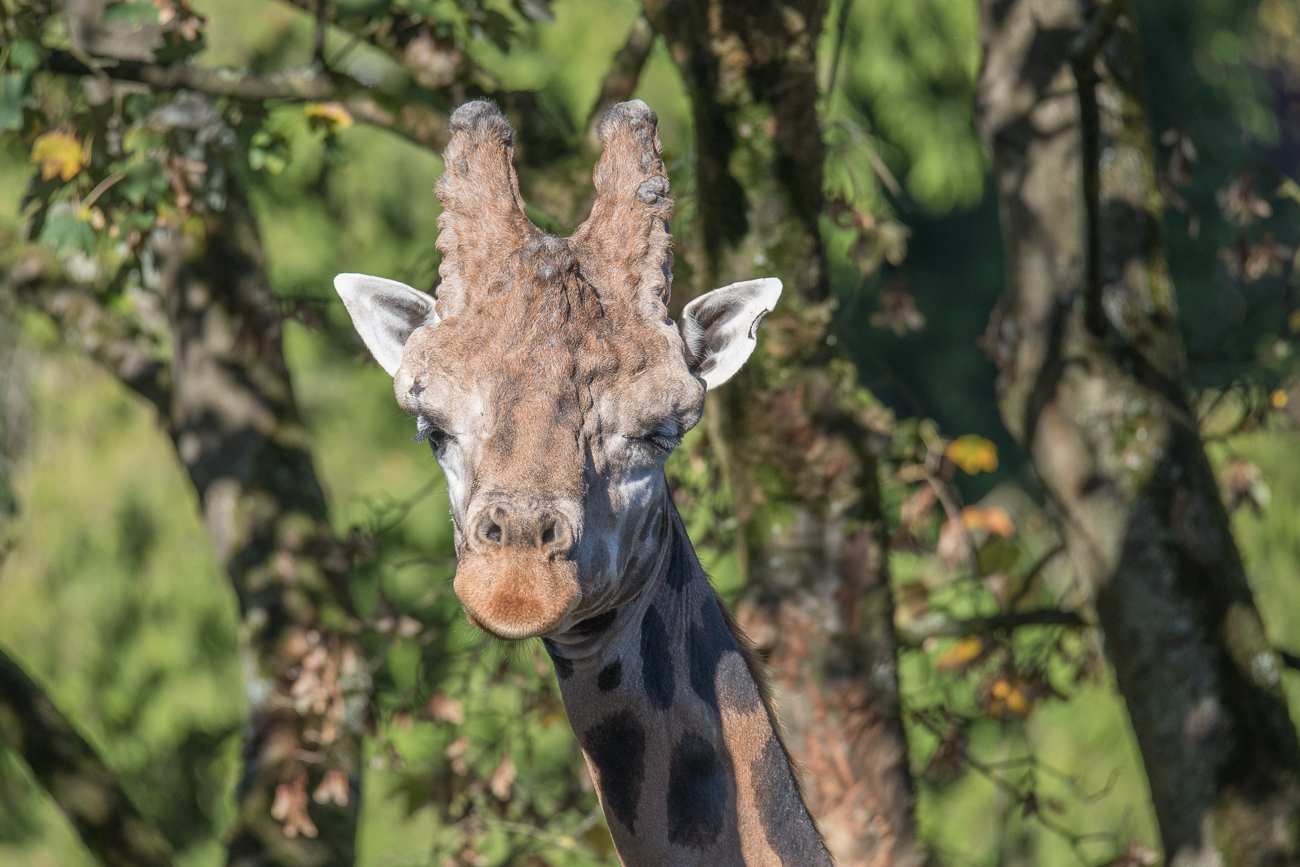 Giraffe