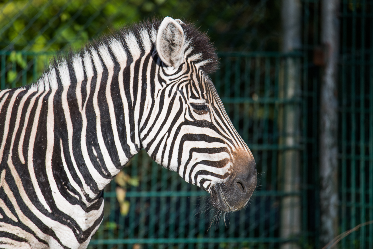 Steppenzebra