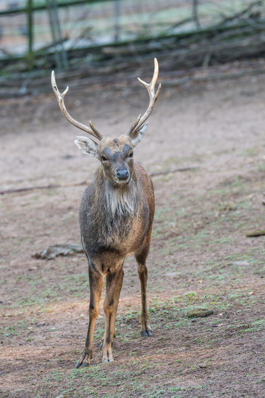 Damhirsch