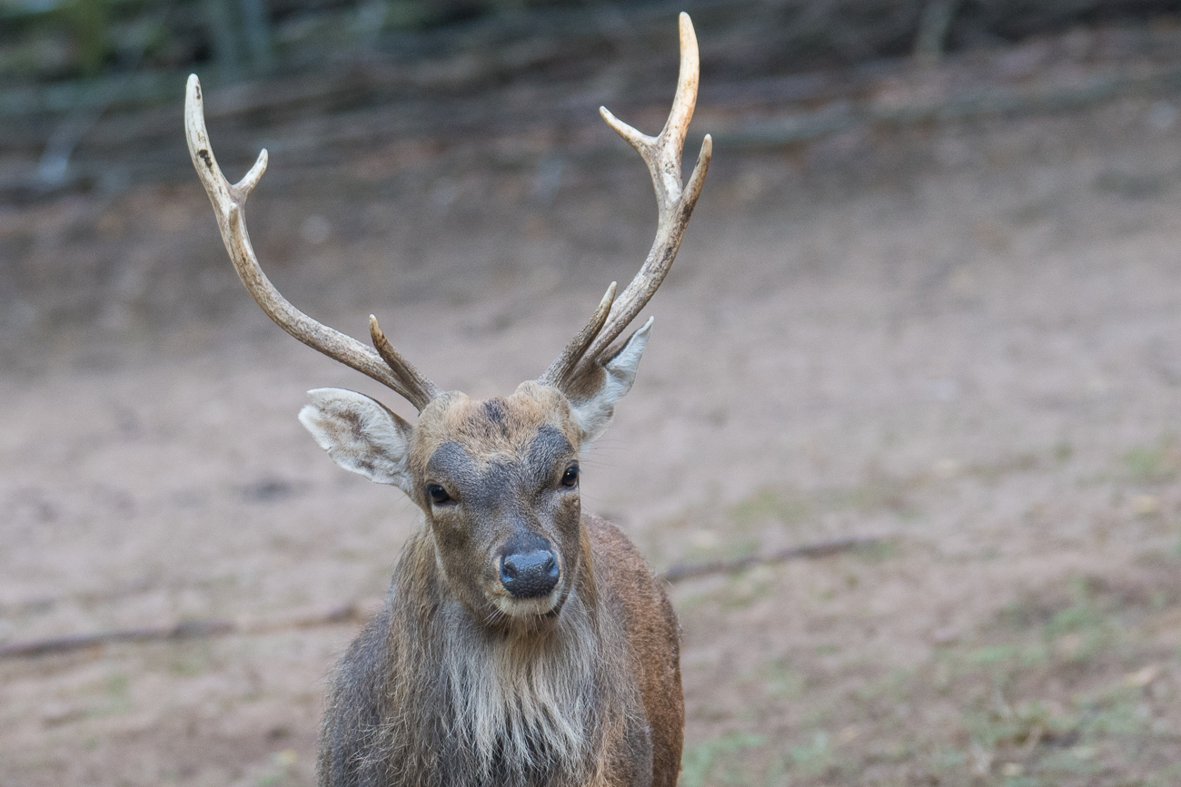 Damhirsch