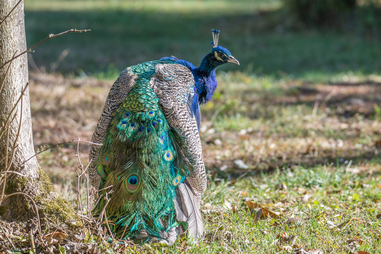 Pfau