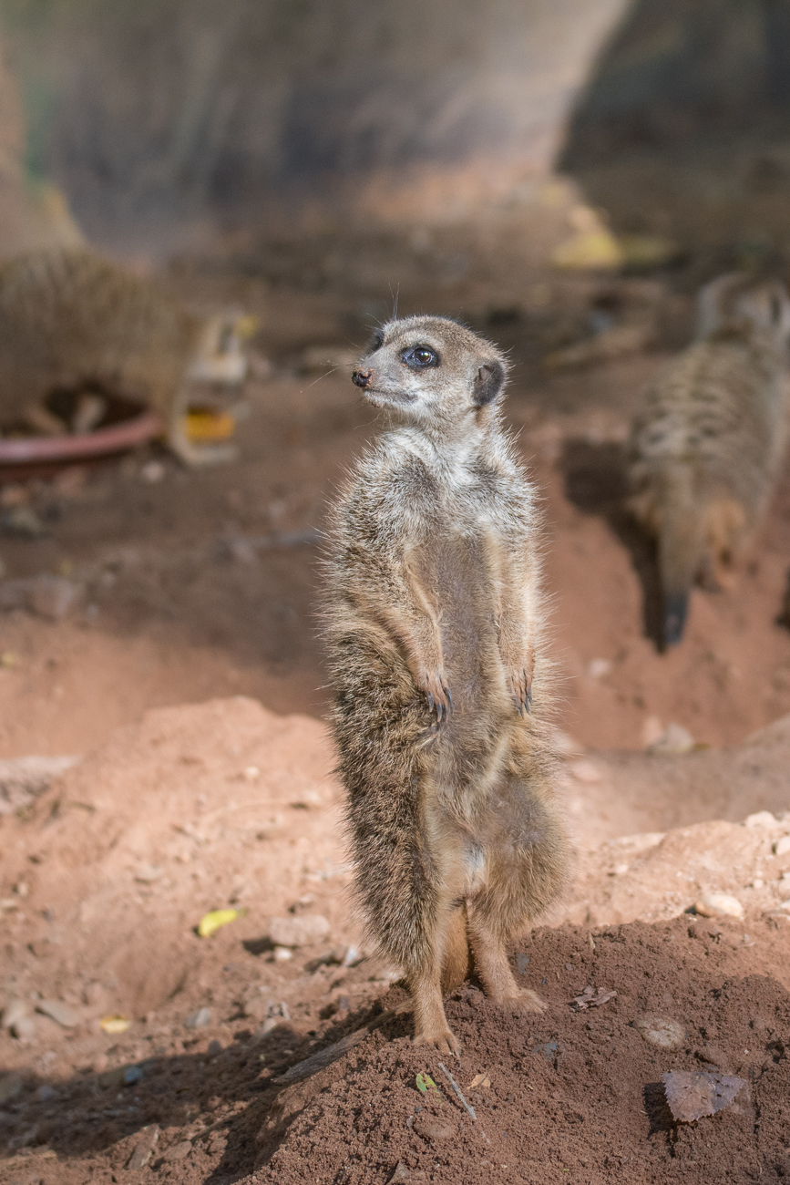 Erdmännchen