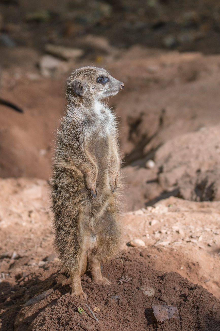 Erdmännchen