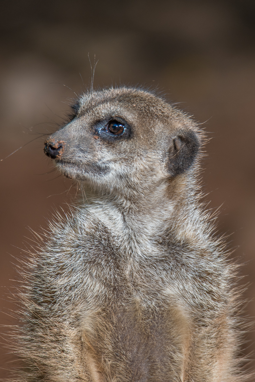 Erdmännchen
