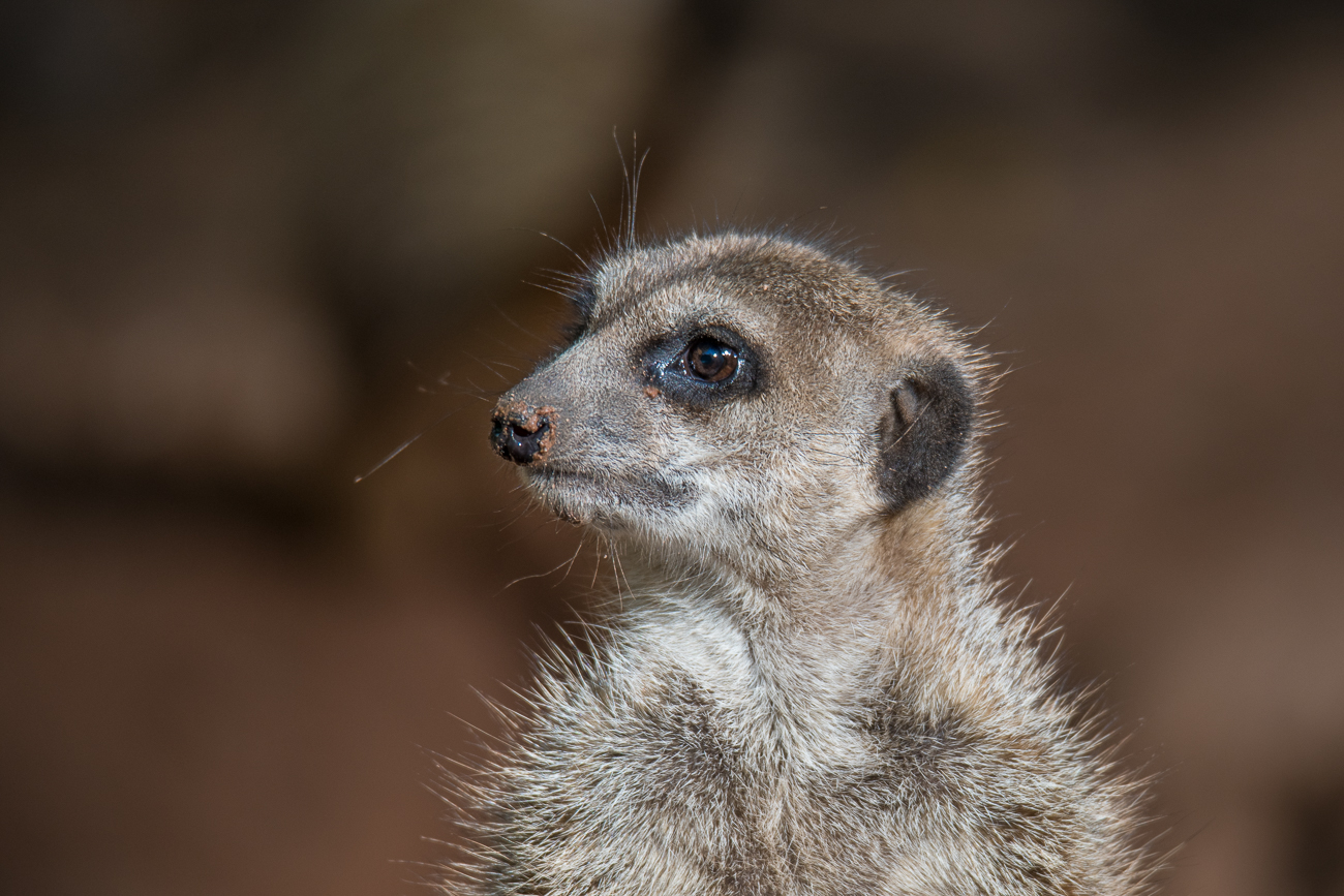Erdmännchen