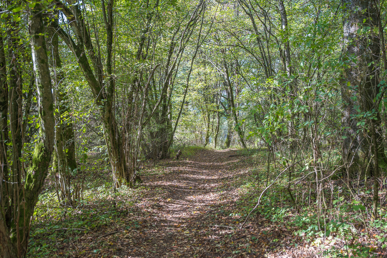 Waldweg