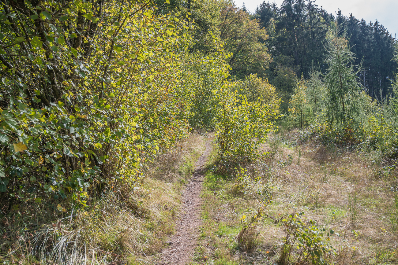 Waldpfad