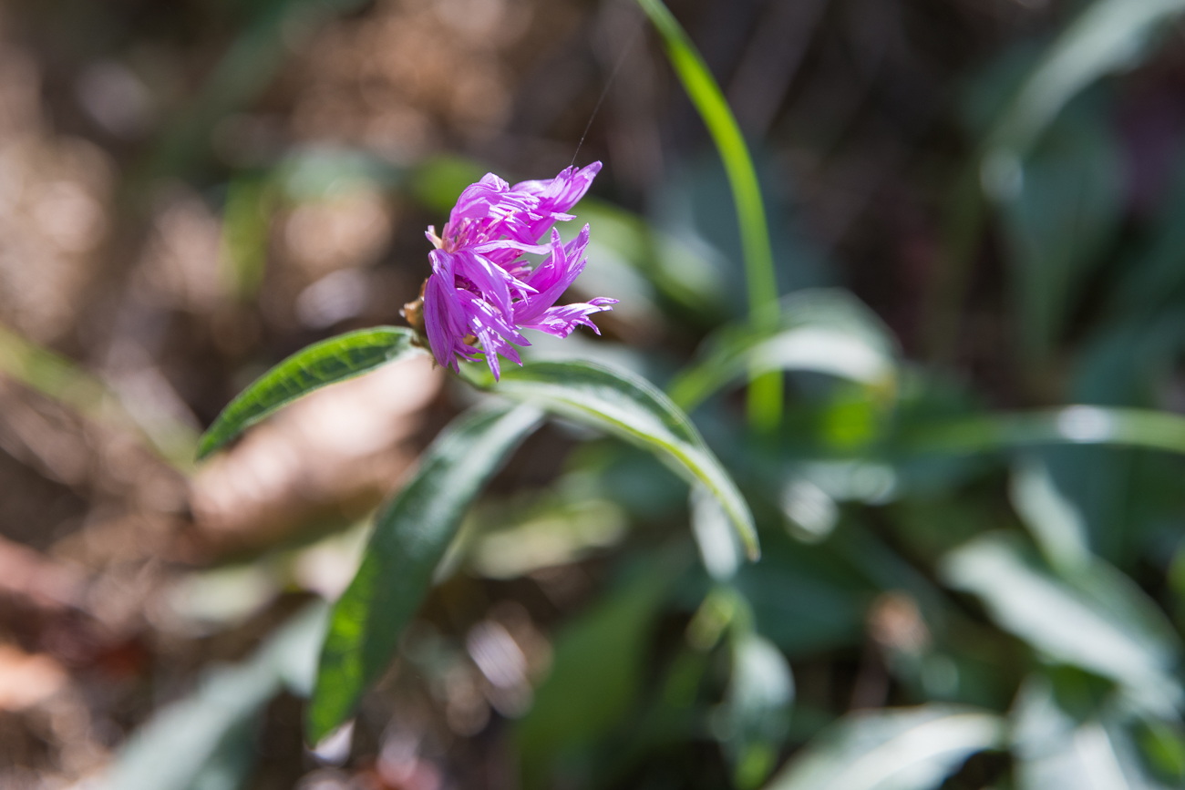 Blüte am Wegesrand