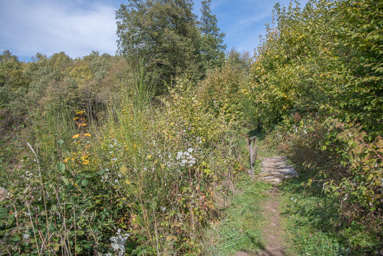 Waldpfad