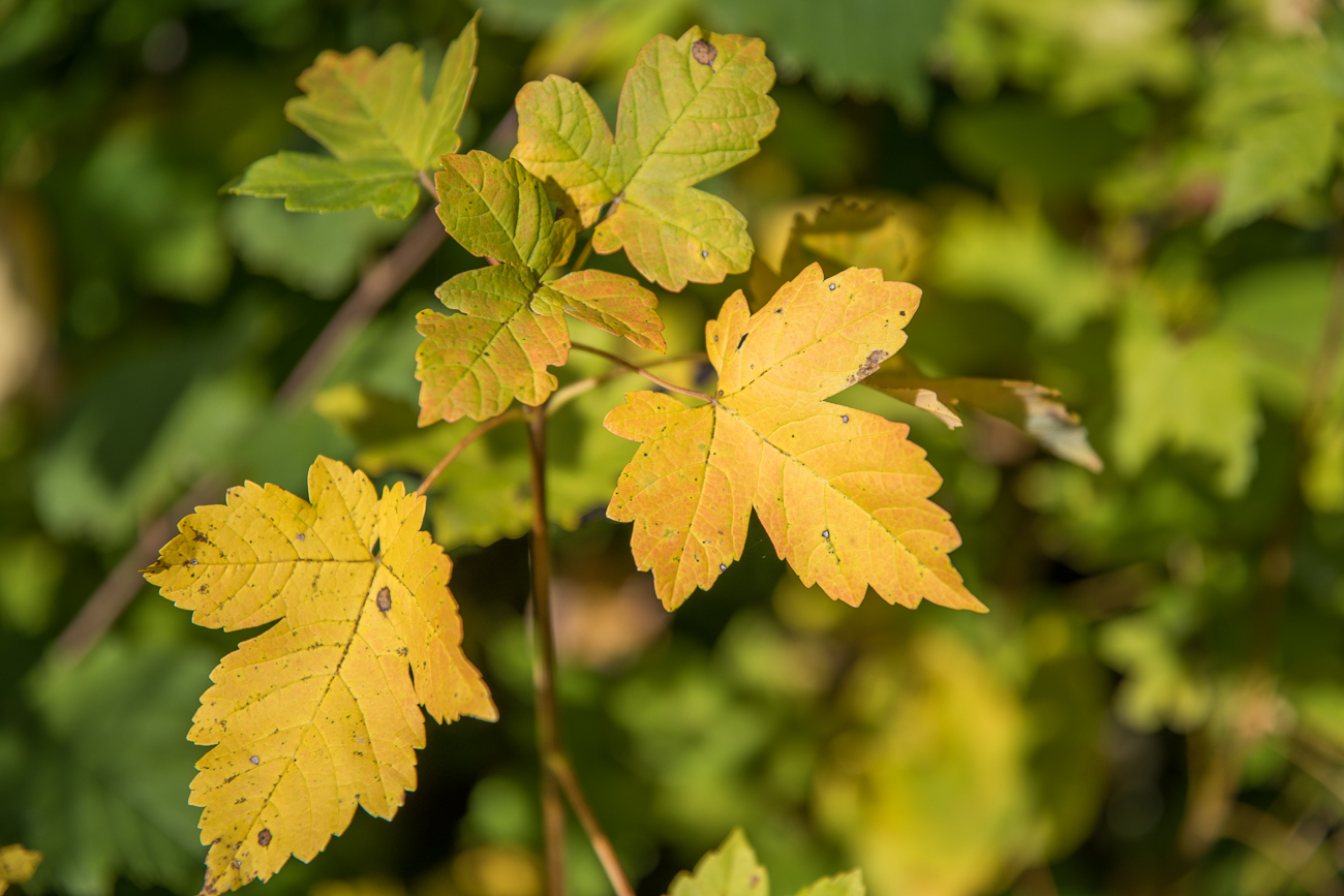 Herbstlaub