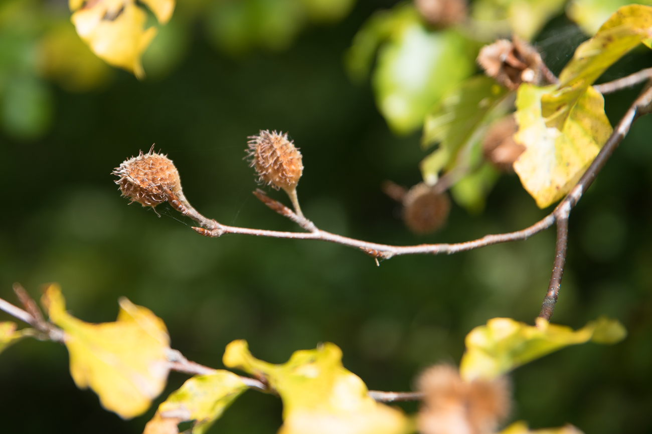 Bucheckern