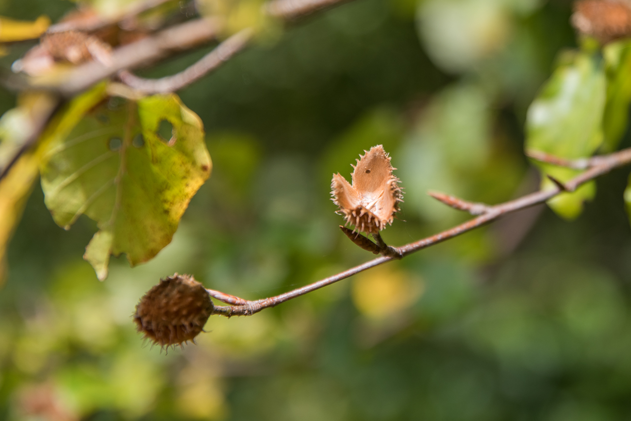 Bucheckern