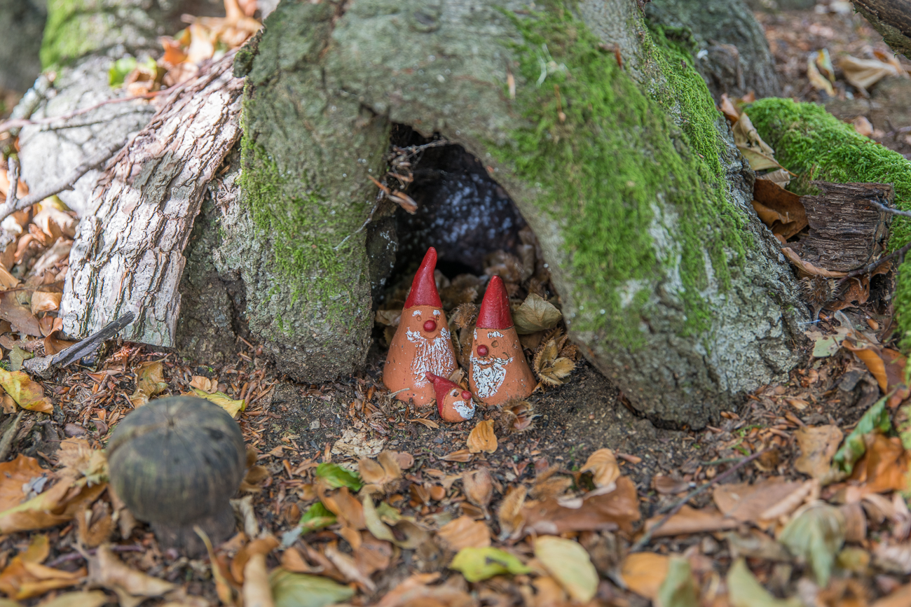 Kleinod im Wald